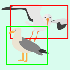 birds